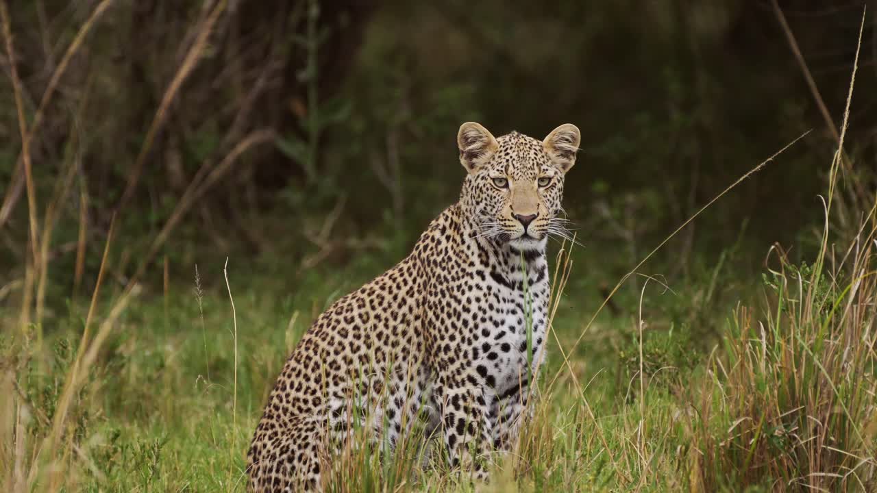 toma en cámara lenta de un poderoso leopardo con hermosas marcas y manchas sentado pacíficamente en el desierto de hierba alta observando las praderas, la vida silvestre africana en maasai mara, kenia, áfrica animales de safari