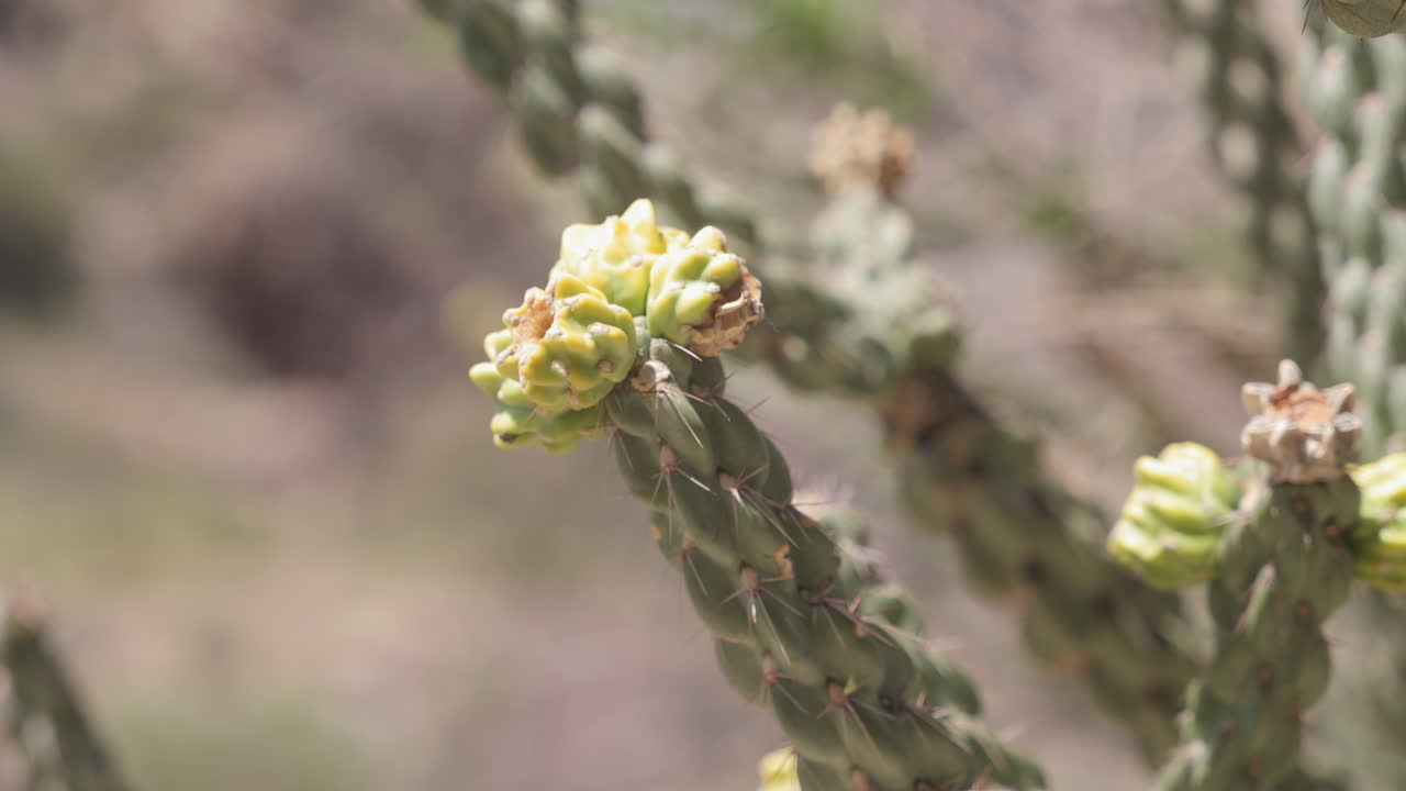 Closeup of Graham's Pricklypear Cactus flower in Big Bend, western Texas - Grusonia grahamii