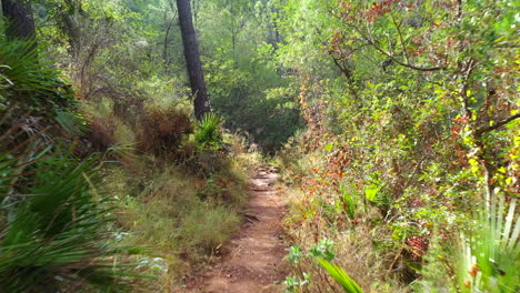 aerial view flying over small forest path with a tree in the way, flying through small gaps with a drone, lens flairs