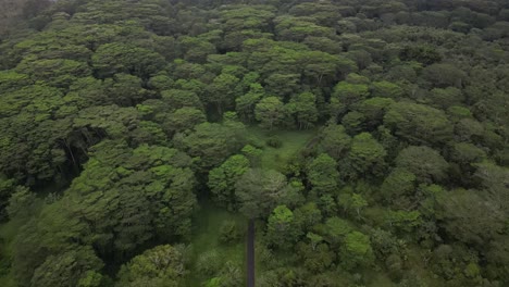 Lush-tropical-forest-aerial-tilts-from-road-to-green-tree-canopy