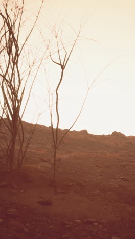 dead tree in the desert