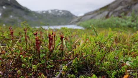 tundra ártica. hermosa naturaleza paisaje natural de noruega. la vegetación de la tundra está compuesta por arbustos enanos, setas, hierbas, musgos y líquenes.