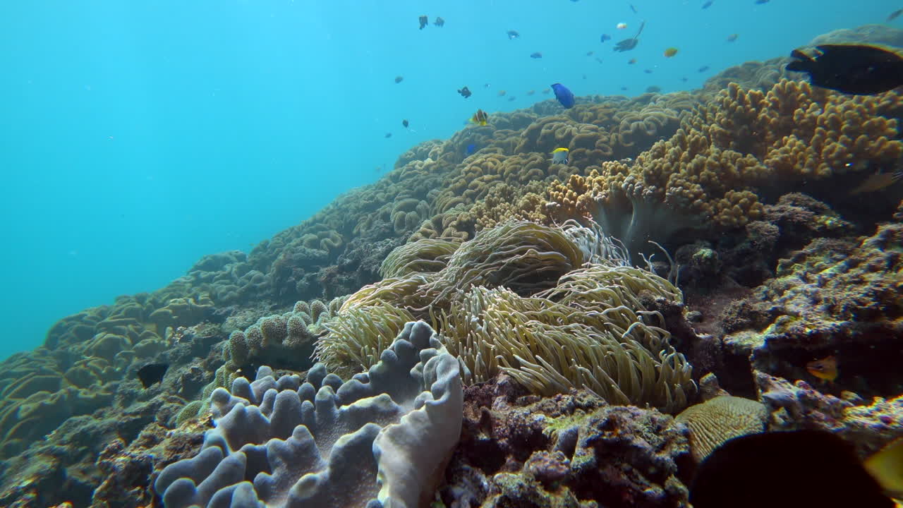 un ángulo de cámara bajo de un arrecife tropical lleno de vida