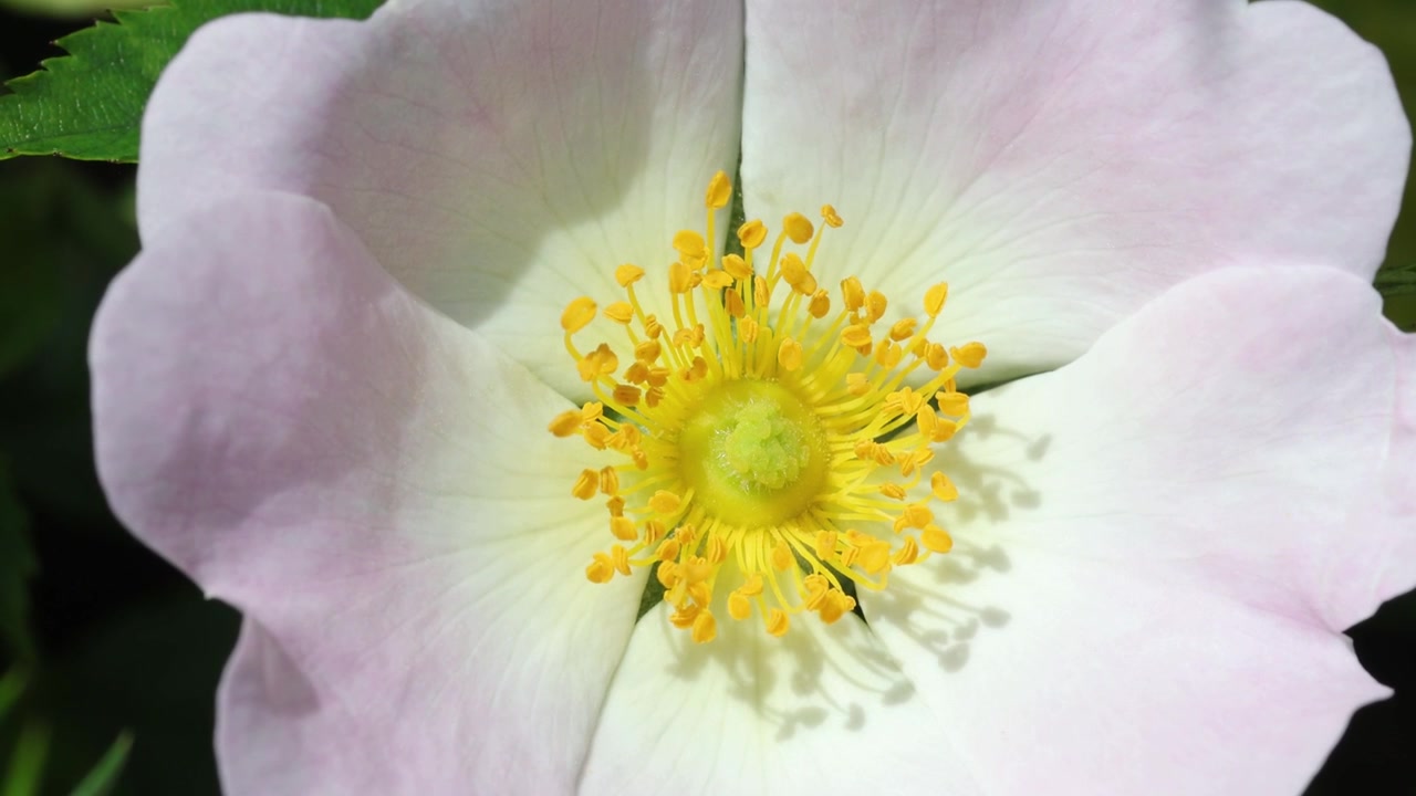 Close-up van een hondsroos bloem, Rosa canina, VK