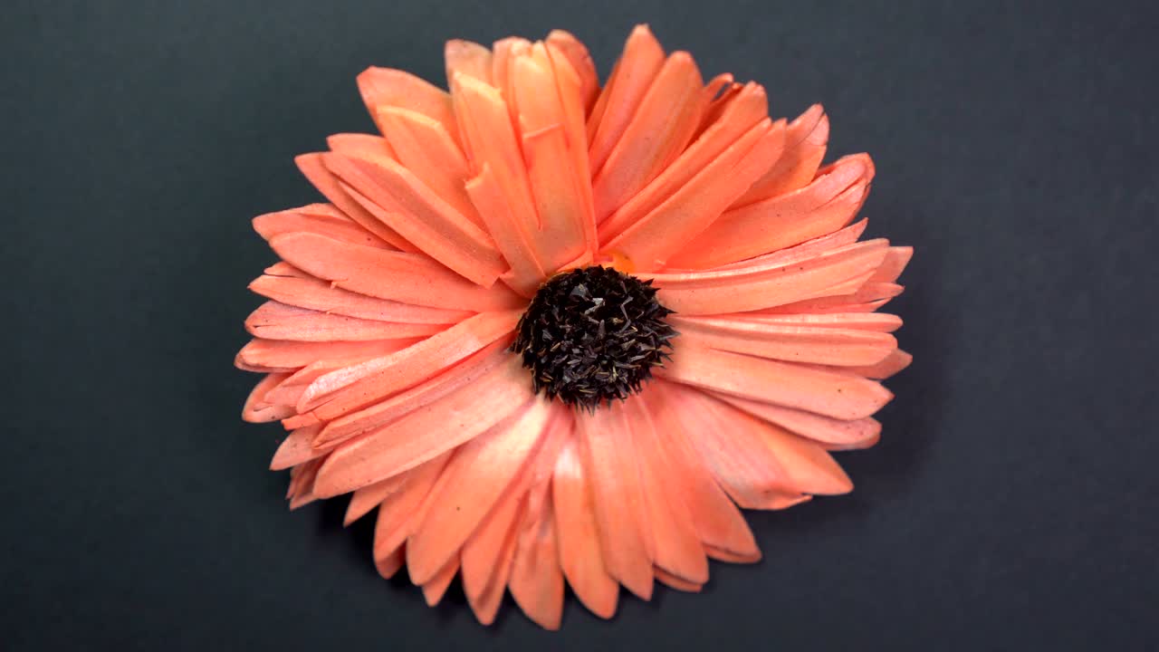 hermosa flor de margarita roja girando lentamente sobre un fondo negro giratorio.