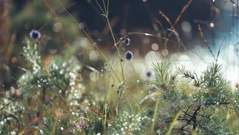 plants, sprouts and weeds in the lush summer undergrowth are backlit by the low morning sun