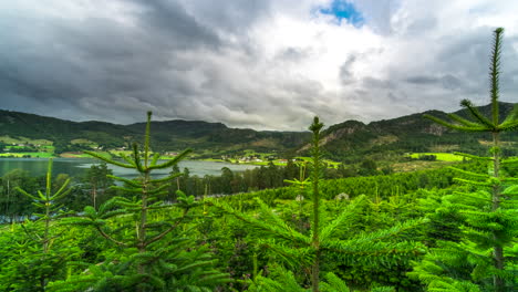 time lapse on fir tree farm of dramatic clouds gliding over green landscape