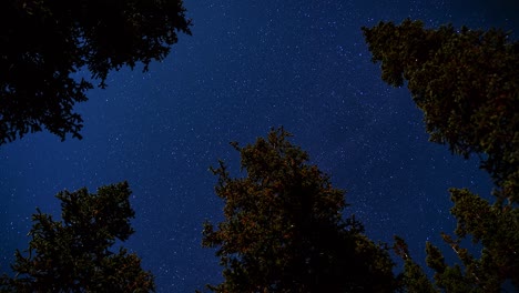 Hermoso-Cielo-Nocturno-Estrellado-Exposición-Prolongada-Toma-De-Lapso-De-Tiempo-De-Estrellas-Que-Pasan-Y-La-Tierra-Gira-Con-Grandes-Pinos-Verdes-Que-Rodean-Por-Todos-Lados