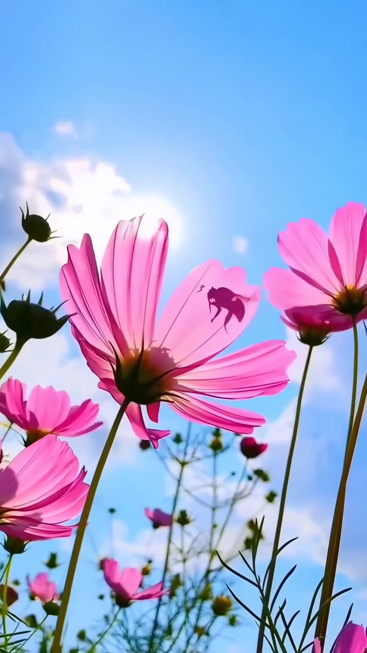 Flores Cosmos Rosas com uma Abelha Contra um Céu Azul Ensolarado