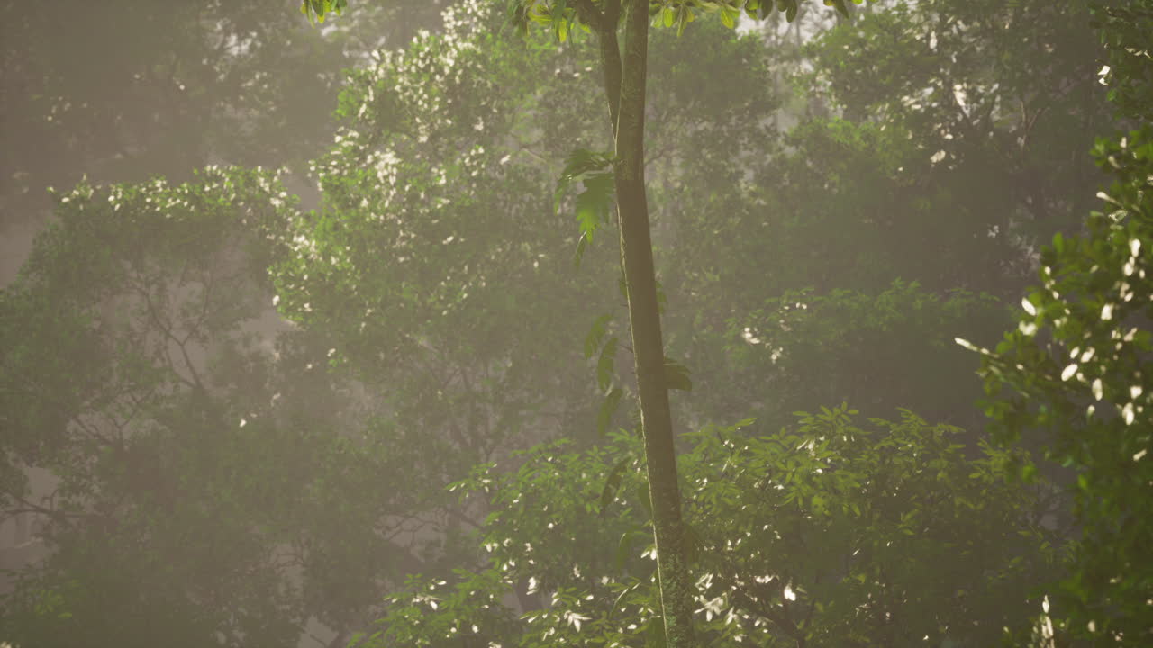 안개 를 가로질러 빛 이 필터링 되는 조용 한 숲 장면