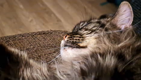 a relaxed maine coon cat lies lazily while being gently caressed, radiating comfort and calm.