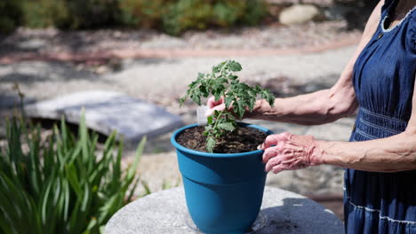 a beautiful elderly woman gardener planting an organic tomato plant in a hat and sun dress slow motion