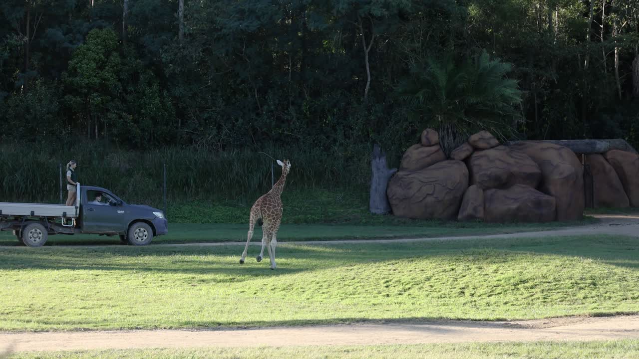 Giraffe folgt einem Lastwagen im Zoo-Gehege
