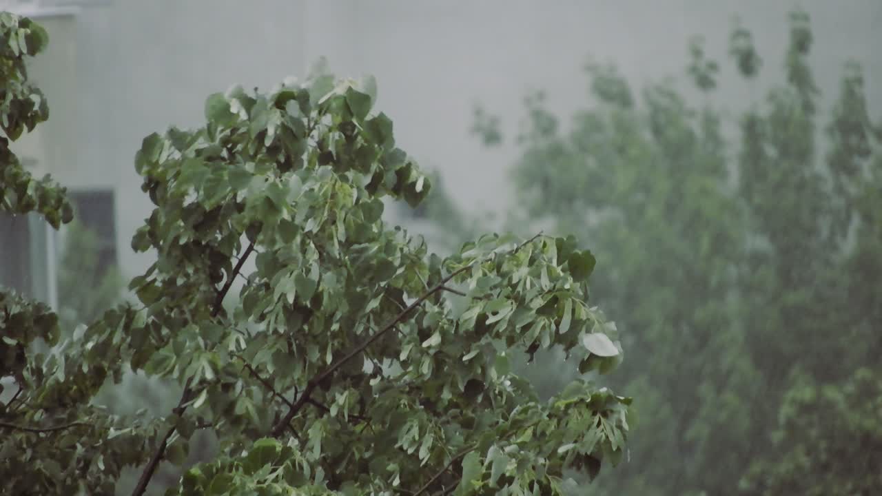 Heavy rain over tall green trees