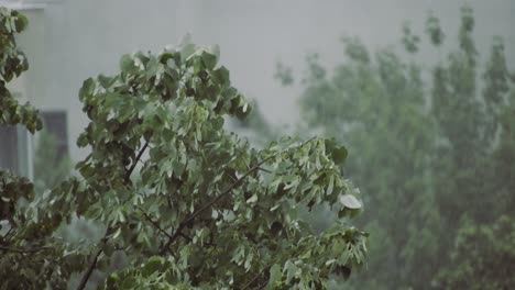 heavy rain over tall green trees