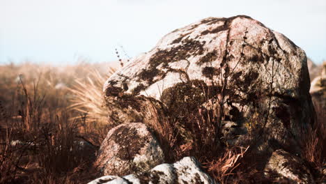 dry grass and rocks landscape