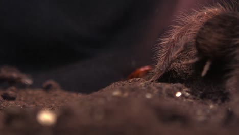 Araña-Comiendo-Su-Presa