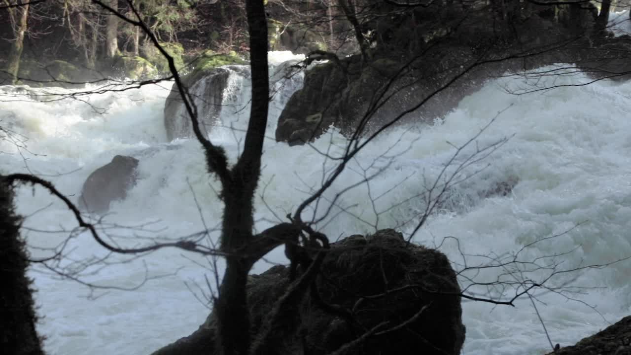 fiume selvaggio che scorre nella foresta, telecamera panoramica a sinistra