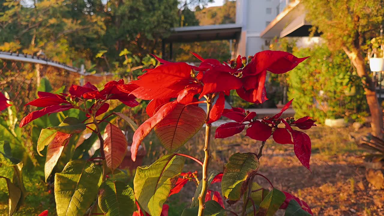 Linda Poinsétia Vermelha em um Jardim