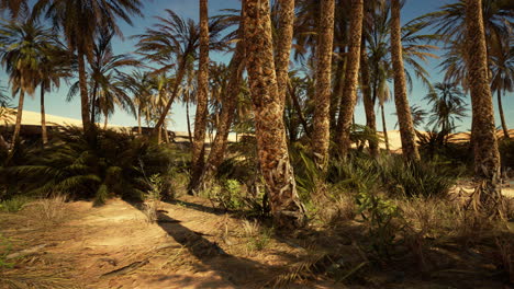 Landscape-of-oasis-with-palm-trees