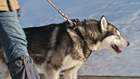 cute husky on walk