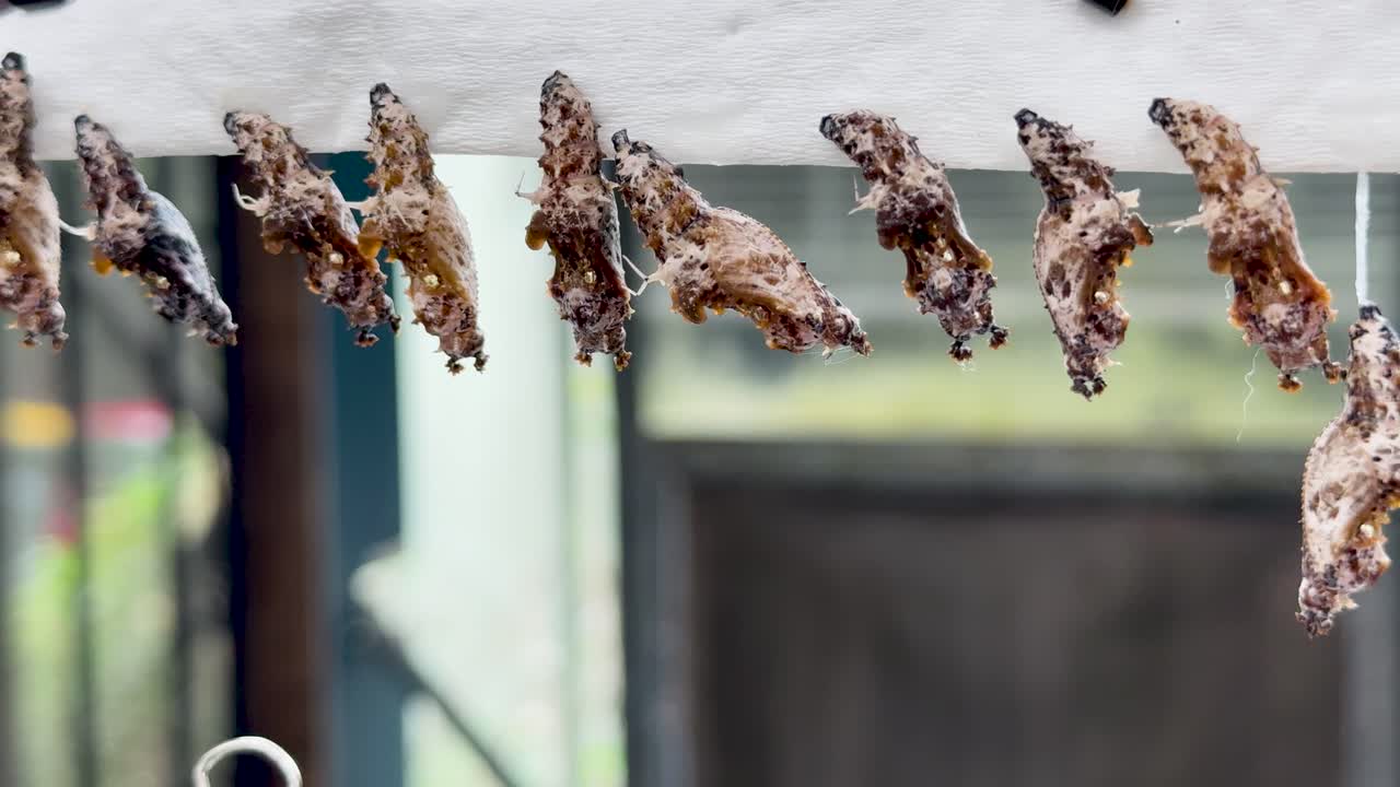 Butterfly emerges from pupa, spreading wings on branch in natural daylight, close-up sequence