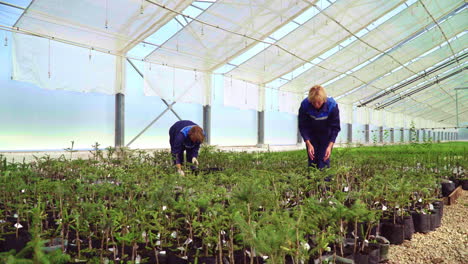 los agrónomos trabajan en el invernadero. las mujeres cultivan plántulas de árboles coníferos