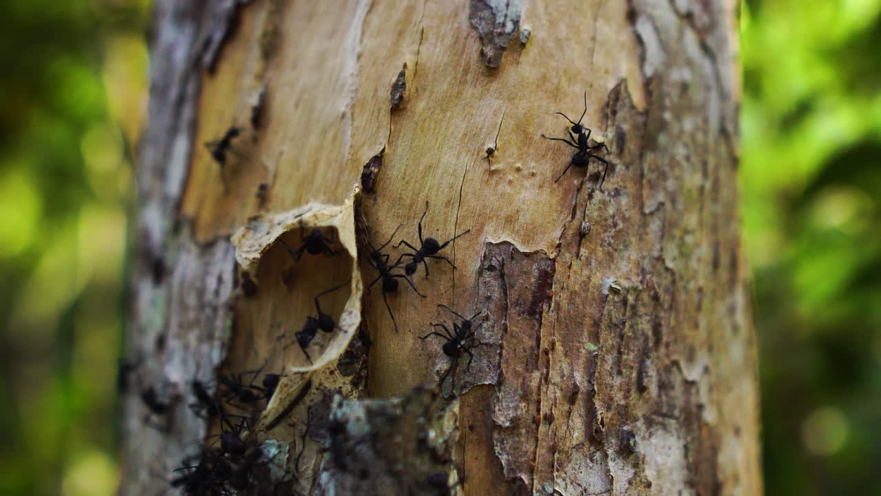 Formiche nere giganti che escono dal nido su un tronco d'albero in Vietnam, primo piano.