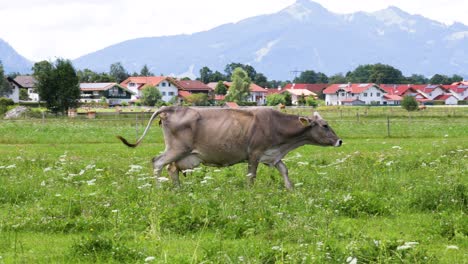 cow pasture on the alps