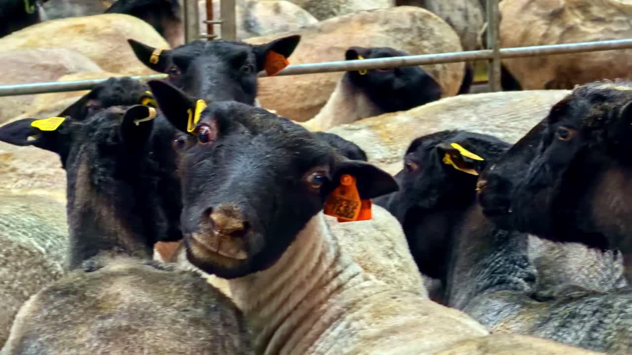 Nahaufnahme einer Gruppe von Merinoschafen ohne Vlies, die nach der professionellen Schur auf einem landwirtschaftlichen Betrieb in Lettland in einer hölzernen Viehscheune stehen – Schwenk
