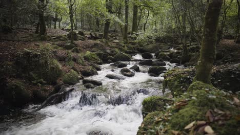 fast flowing river in the woods - kennall vale in cornwall, england, uk - wide shot