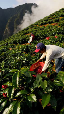 coffee farmers harvesting on mountain plantation