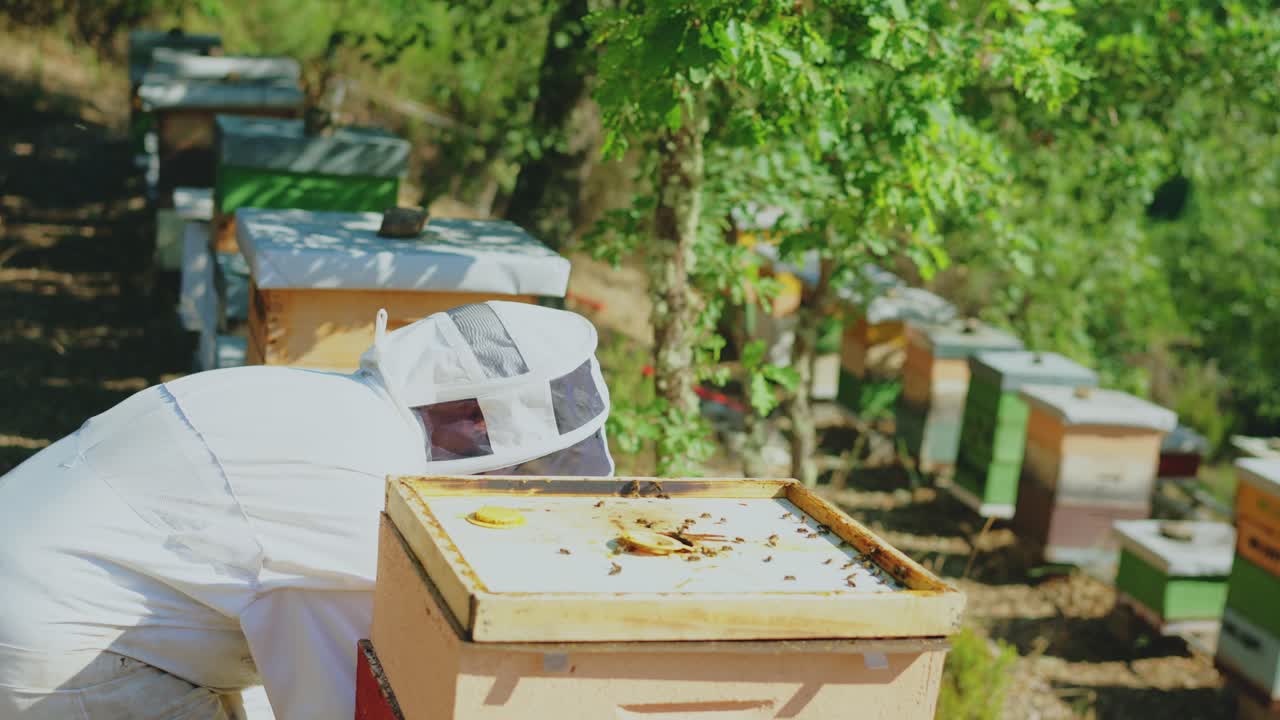 Beekeeper inspecting a beehive in an apiary