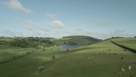 aerial view on cattle and horses resting on green hills and pastures in county westmeath, ireland - drone shot