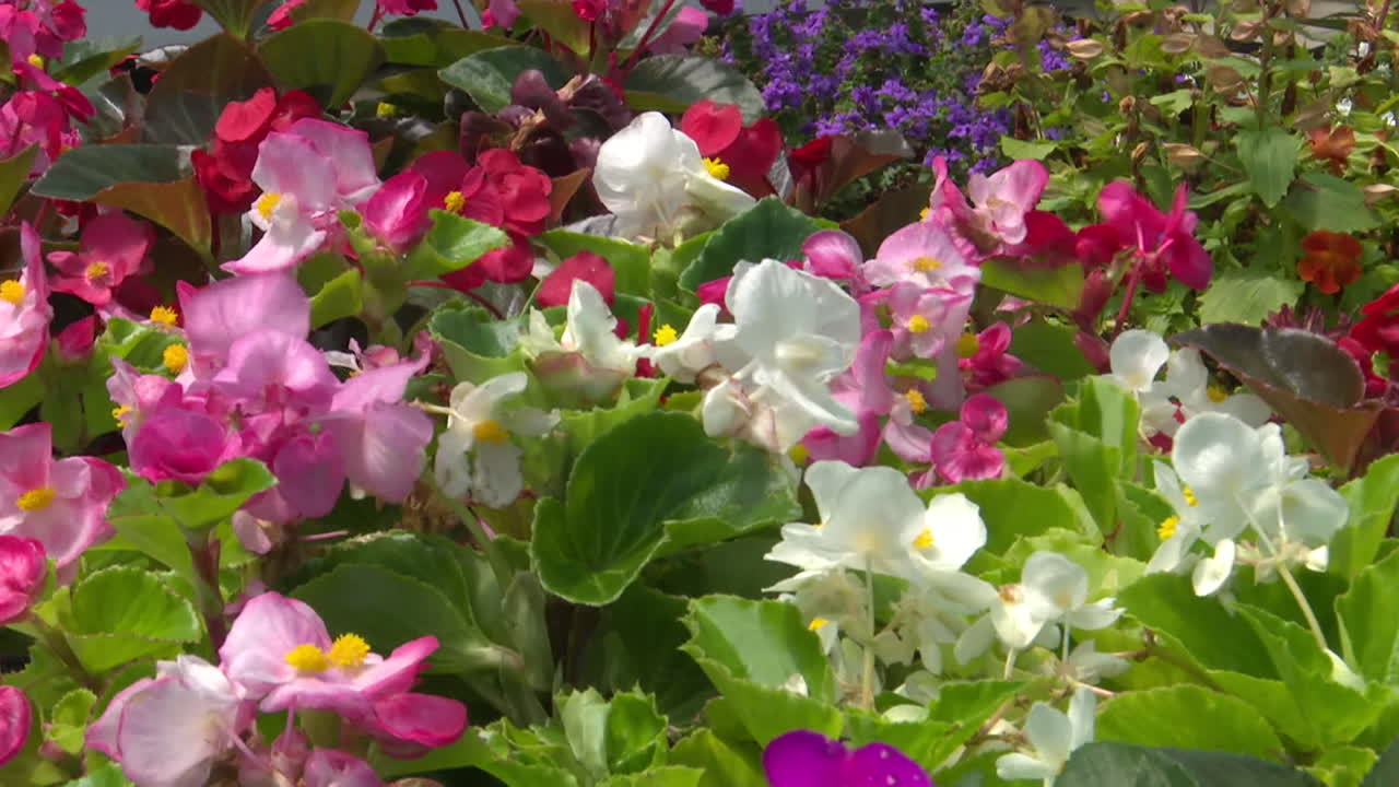 Colorful Begonia Flowers