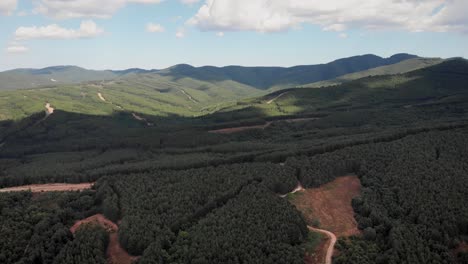 Drone-video-over-dense-pine-forest-dirt-roads-blue-sky-clouds-background-sunny