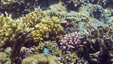 underwater shots while diving on a colorful reef with many fishes.