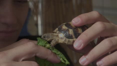 close up on woman's face holding a baby leopard tortoise, trying to feed her with apiece of lettuce 120fps