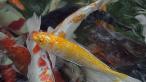 colorful koi carp in outdoor pond