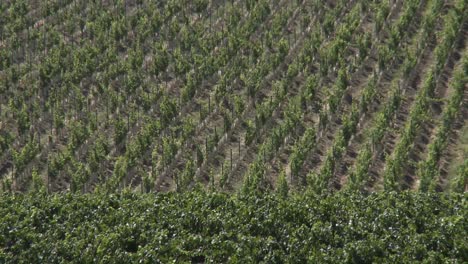 El-Vino-Sopla-A-Través-De-Un-Viñedo-En-La-Región-Vinícola-Del-Valle-De-Salinas,-Condado-De-Monterey,-California