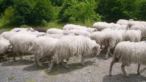 rebaño de ovejas blancas caminando por la pradera bajo la luz del sol