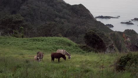 coastal serenity: herd of donkeys grazing on oceanfront grass in asturias, northern spain