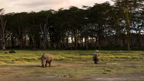 Black-Rhinos-Walking-At-The-Savanna-In-Nakuru-Safari-Park-In-Kenya,-East-Africa