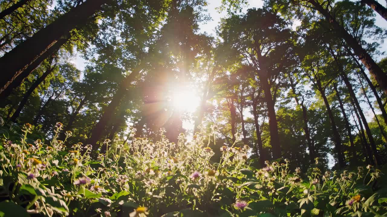 Low-angle video shot of a lush forest with sunlight filtering through tall trees, capturing a serene