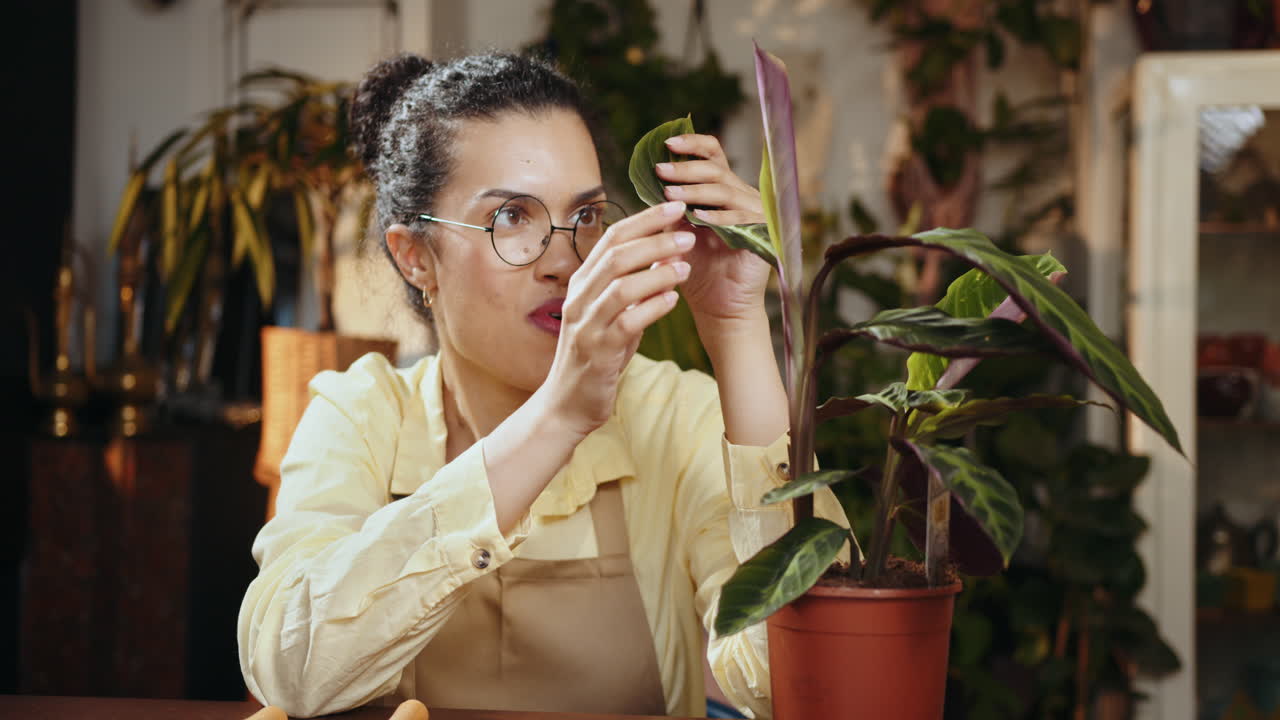 칼라테아 식물 을 점검 하는 여자