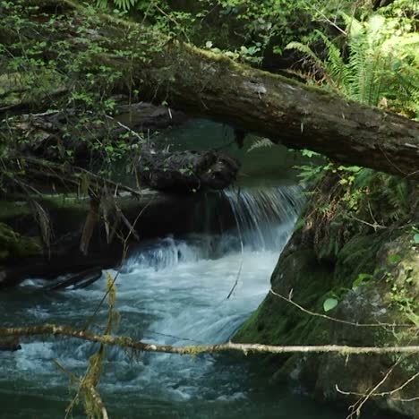 A-pretty-stream-flows-through-a-rainforest