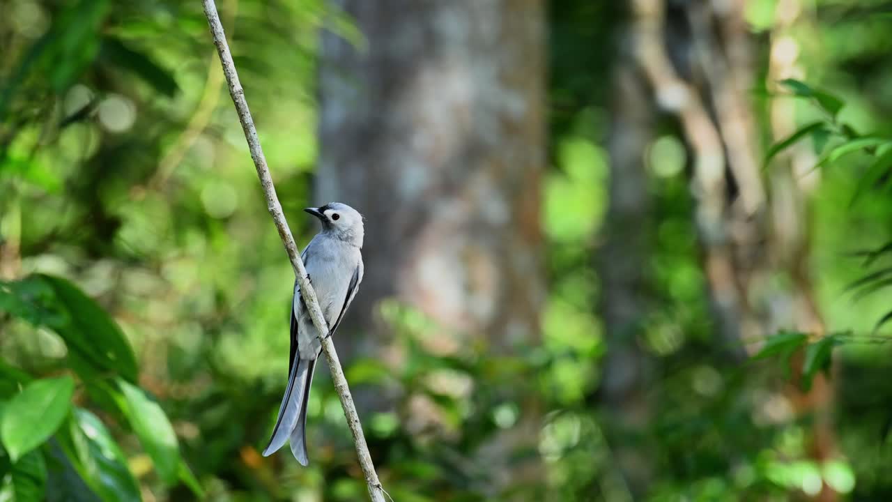 drongo ceniciento, dicrurus leucophaeus