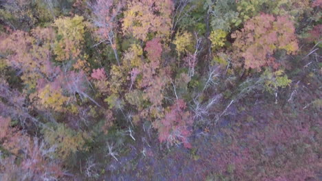 aerial footage of fall colors