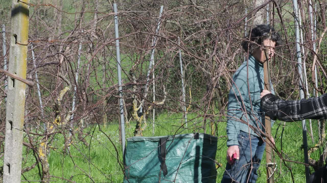 Strong independent caucasian woman farmer prunes vines during late winter dormancy among bare rows in Martani hills, preserving tradition and quality grape production under soft seasonal light