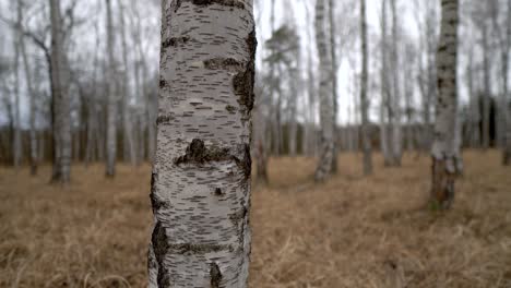 birch trunk in grove with long yellow grass on the ground on a cloudy day, truck right